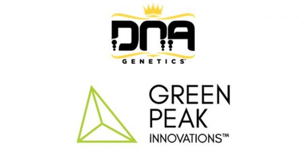photo of DNA Genetics Enters Michigan Cannabis Market with Green Peak Innovations Partnership image