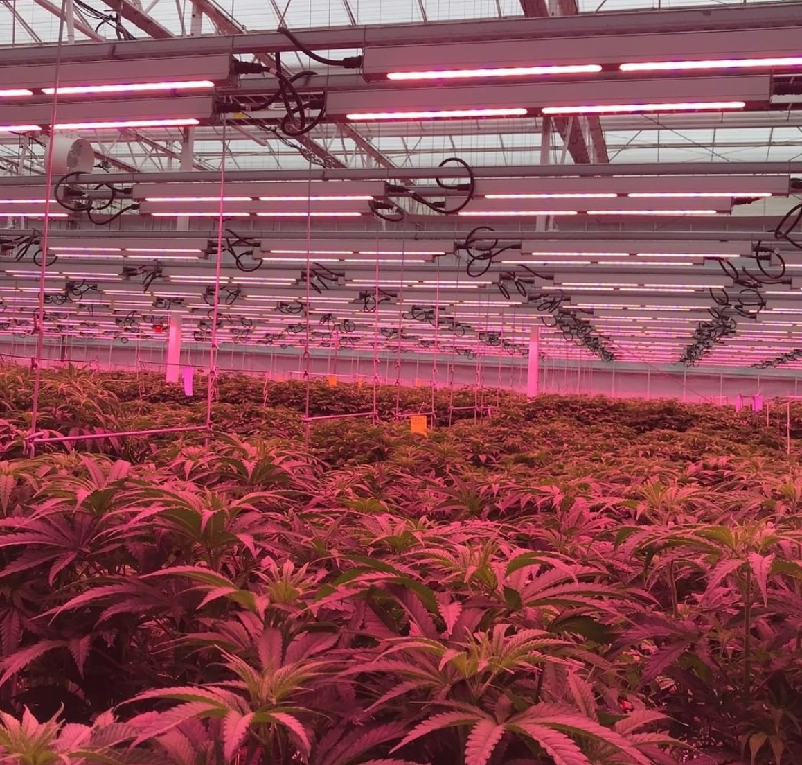 Michigan Pure Med Is Using Its Hybrid Greenhouse and Lean Manufacturing to  Go Deep in Its Home State – New Cannabis Ventures
