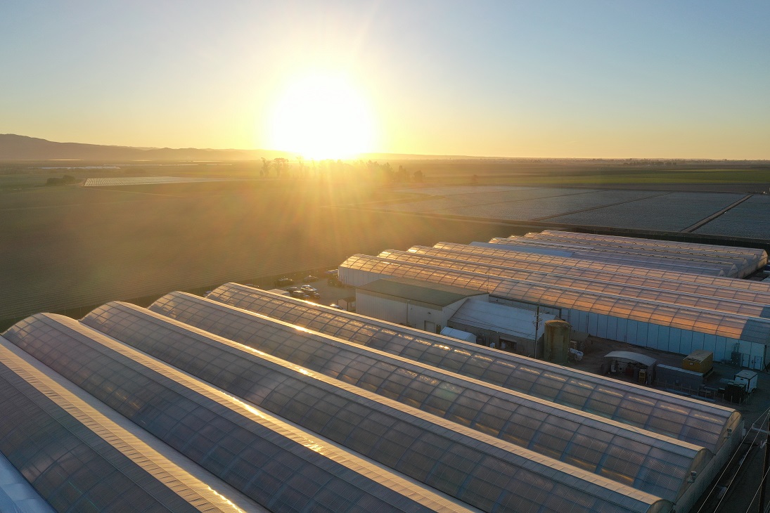 Lowell Farms Looks to Leverage Its Brand Power in California and Beyond