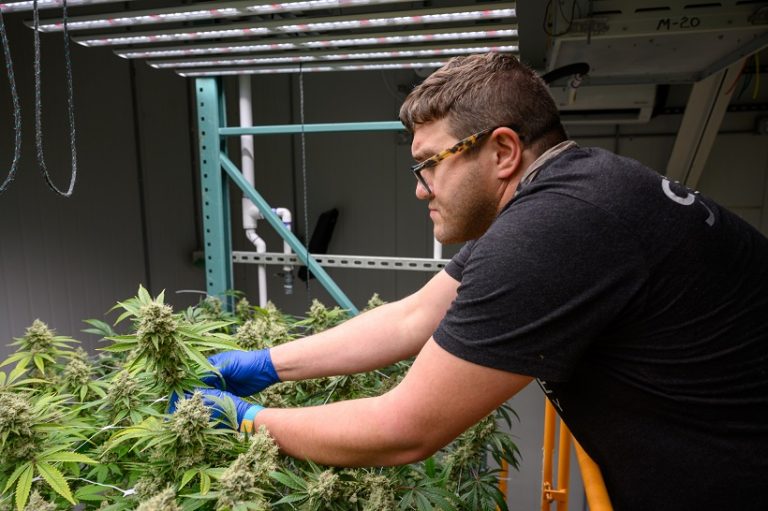 Ayr Wellness Gears Up to Leverage New Assets Following Acquisitive