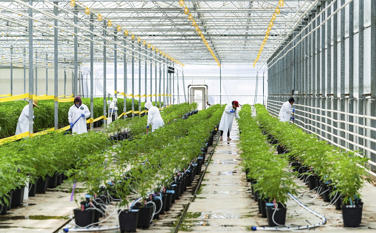 Glass House Brands Continues to Drive Down Costs to Remain Competitive