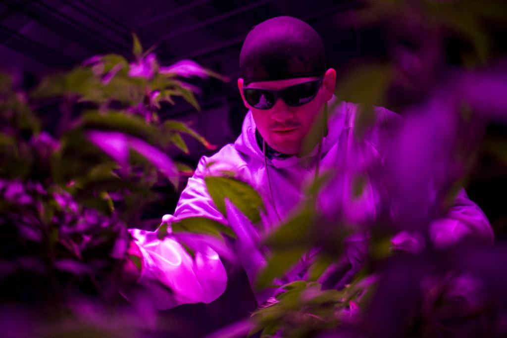 Steve Cantwell grew his first marijuana plant when he was 12. “As a grower, everyone wants to grow the best weed,” Cantwell said. “For me it's not really a competition. It's just who I am. I want to be the best me.” Photo by Kathryn Boyd-Batstone/News21