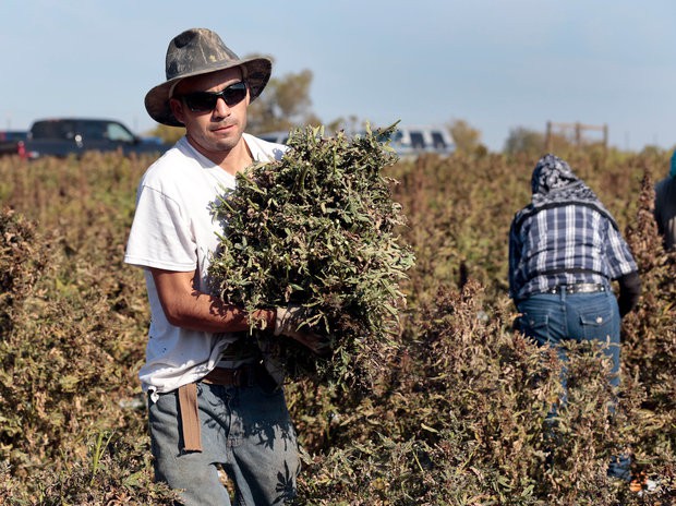 Moises Vasquez carried an armload of hemp as a crew harvested 27 acres last week on Andy Graves' farm near Winchester. The crop is part of 100 acres of hemp grown for GenCanna. HERALD-LEADER 