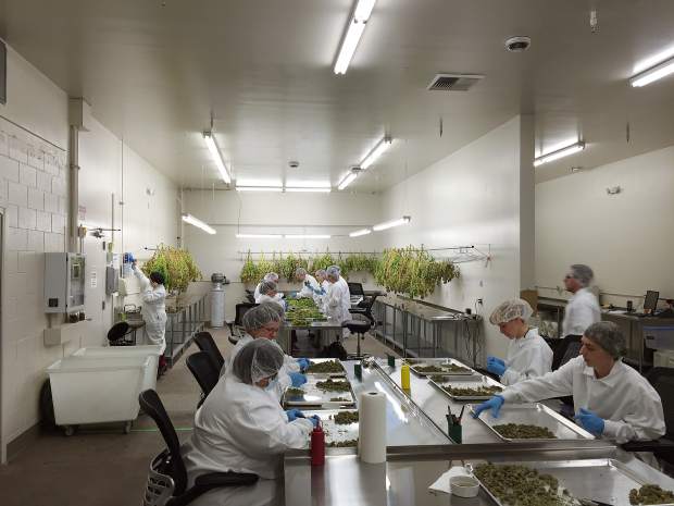 Silver State Trading employees cut and trim medical marijuana at the company's 40K square foot facility in Sparks.