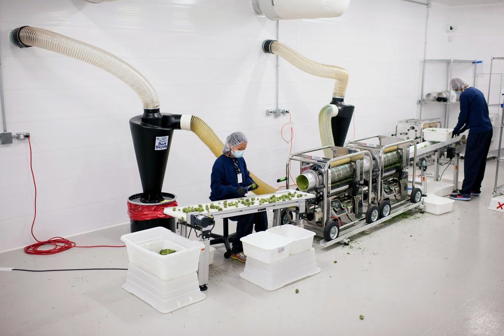November 11, 2015 - Smith Falls, Canada - A workers at the Tweed Inc. Medical Marijuana Facility does a quality check as the marijuana buds come out of the automated trimmer. With the legalization in parts of the USA, innovation in streamlining the processing of the plant has led to the creation of custom machines such as this trimmer. Built specifically for marijuana. (Credit Image: James MacDonald)