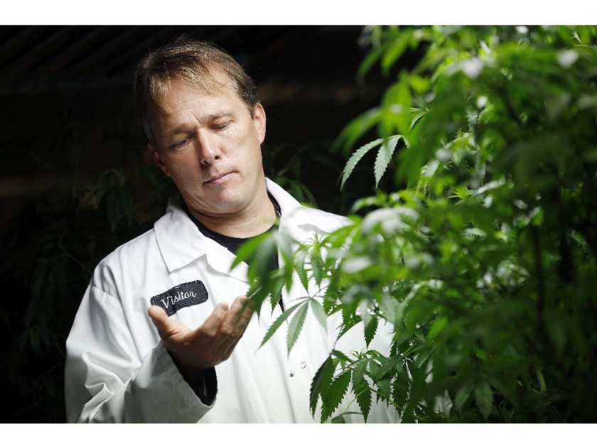 Bruce Linton, co-founder, CEO and chairman of Tweed Inc. checks some of his medical marijuana plants at the Smith Falls facility Friday October 23, 2015. (Darren Brown/Ottawa Citizen) 
